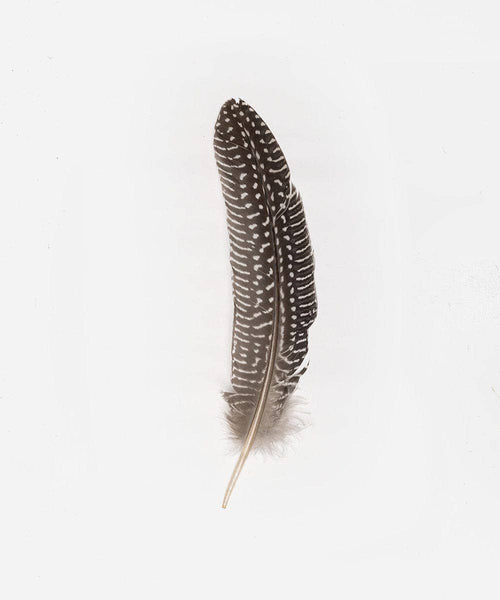 Guinea Rounds Hat Feather: Dark Brown