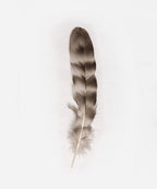 Natural Grey Chinchilla Hat Feather: Grey
