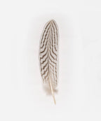 Silver Pheasant Tail Hat Feather: White - Dark Brown