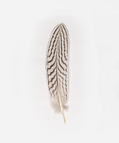 Silver Pheasant Tail Hat Feather: White - Dark Brown